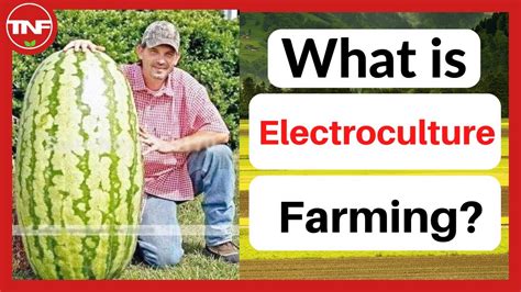 Electro culture farming. Things To Know About Electro culture farming. 